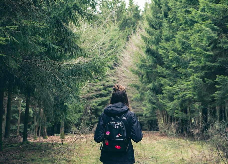 trees, forest, green, love, wild, pizza, plant, rear view, land HD wallpaper