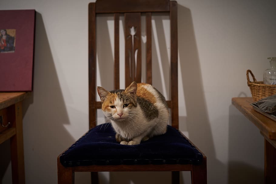 cat, chair, tortoiseshellcat, room, cute, mike, domestic, pets, HD wallpaper