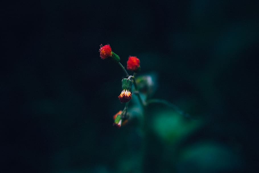 vietnam, dalat, tree, forest, lake, flowers, redgram, greengram HD wallpaper