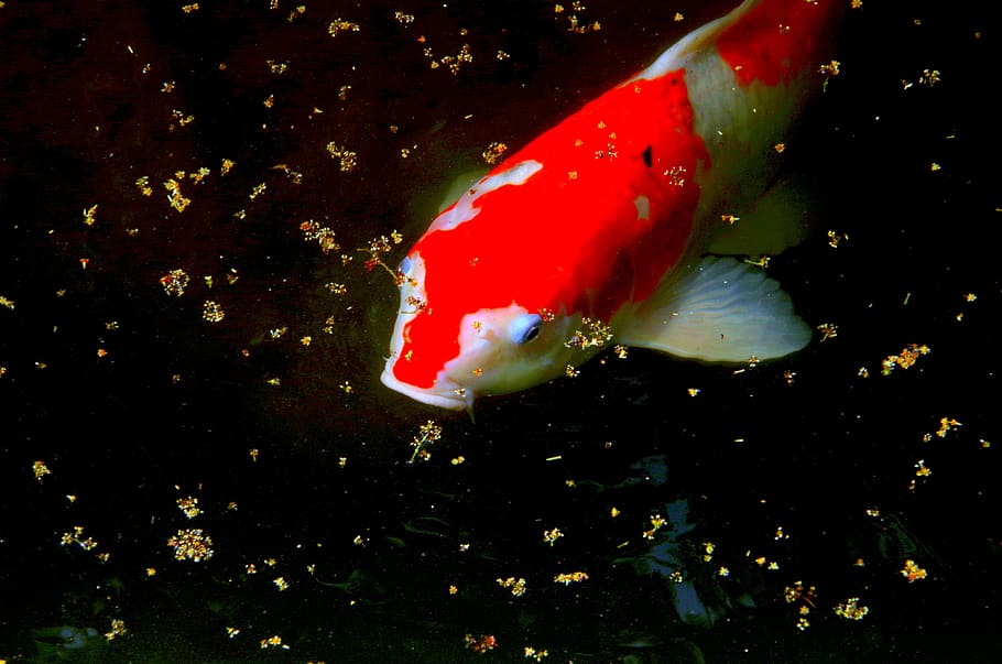 carp, pond, fish, the, water, red, natural, japan, floating water HD wallpaper