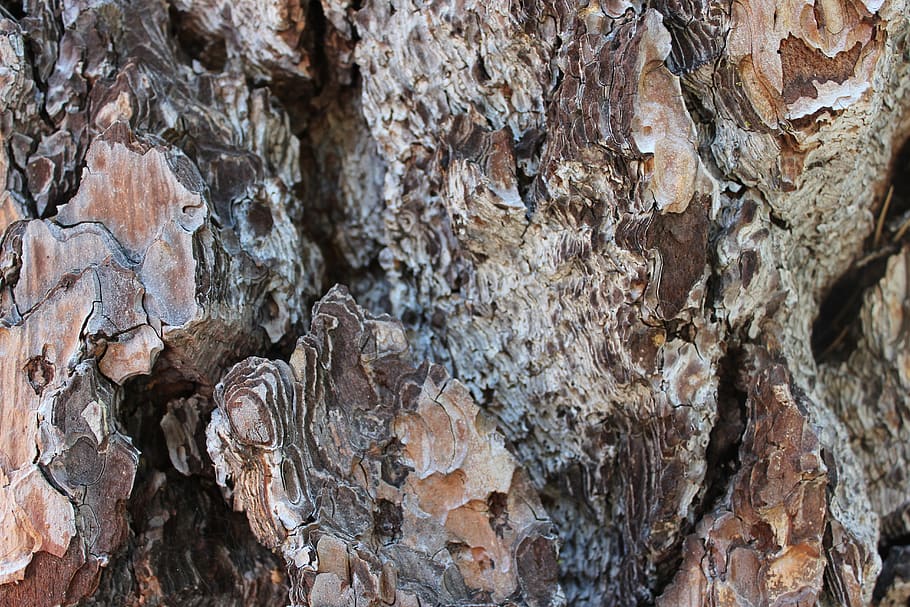 bark, forest, textured, full frame, tree trunk, backgrounds HD wallpaper