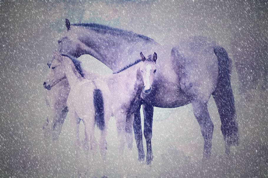 horses, edit, stable, wild, animal, speed, fast, animal themes HD wallpaper