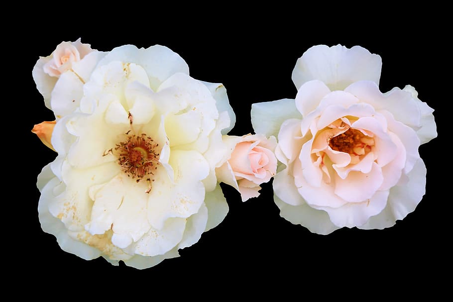 rose, white, love, romantic, nature, plant, flower, the leaves are HD wallpaper
