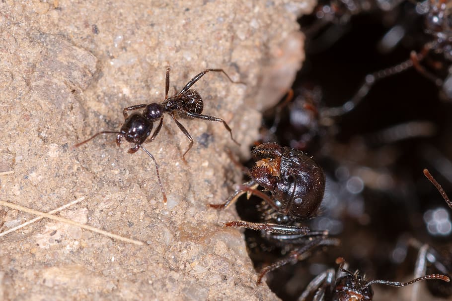 ant, insect, macro, ants, animal, wildlife, nature, bug, insects HD wallpaper