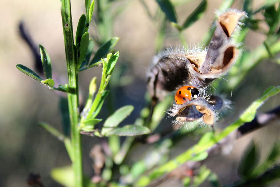 summer, lady bug, insect, ladybug, beetle, animal, animal themes HD wallpaper