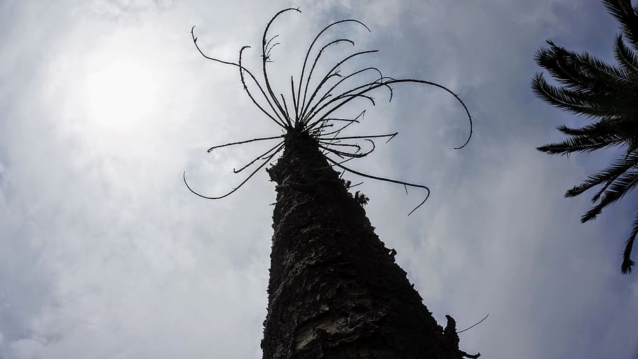 chile, recoleta, cementerio general, tree, clouds, santiago HD wallpaper