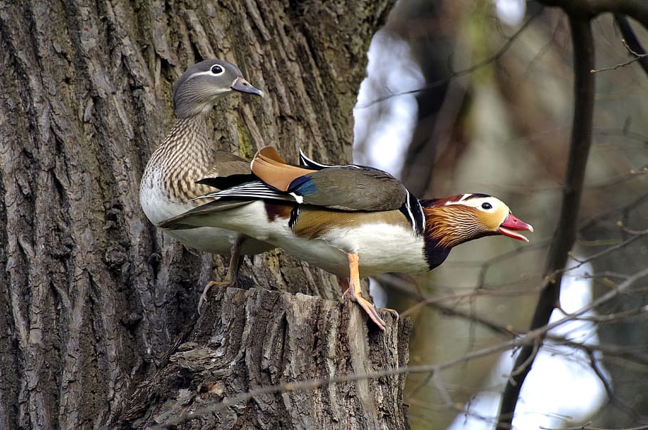 mandarin ducks, nest, couple, nesting place, plumage, bird