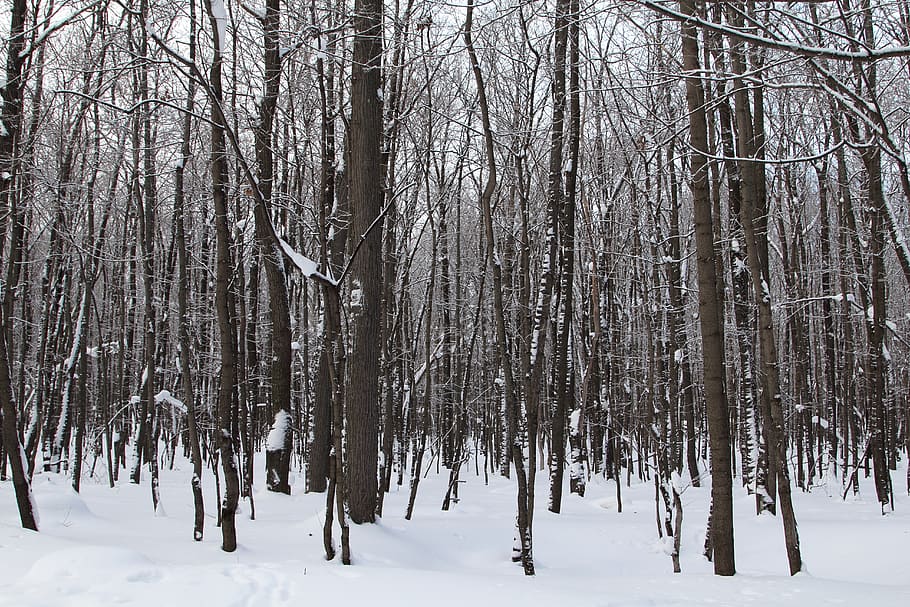 trees, winter, snow, nature, cold, landscape, forests, white HD wallpaper