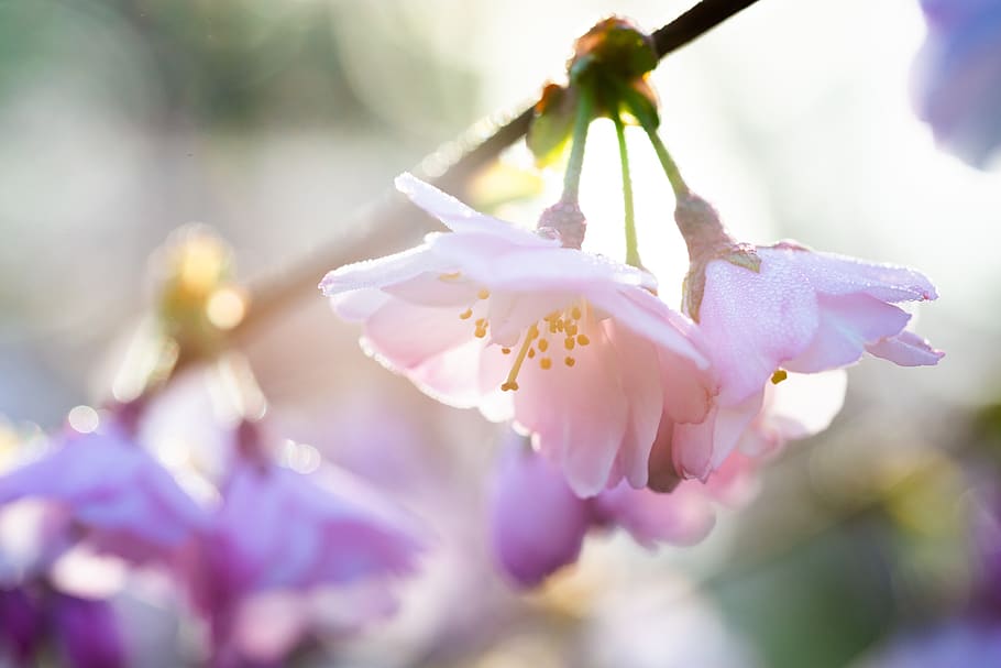 blossom, bloom, cherry, tree, pink, spring, flowers, branch HD wallpaper