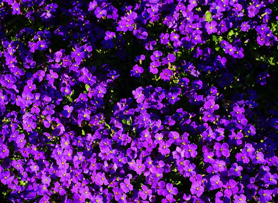 flowers, bloom, purple, easter, nature, beautiful, decorative HD wallpaper