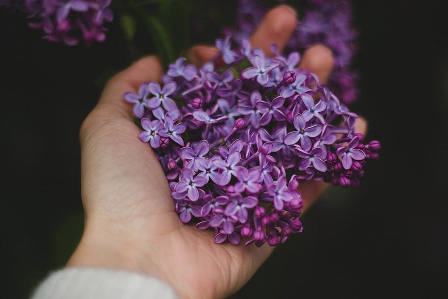 hand, palm, violet, purple, flower, petals, outdoor, dark, blur HD wallpaper