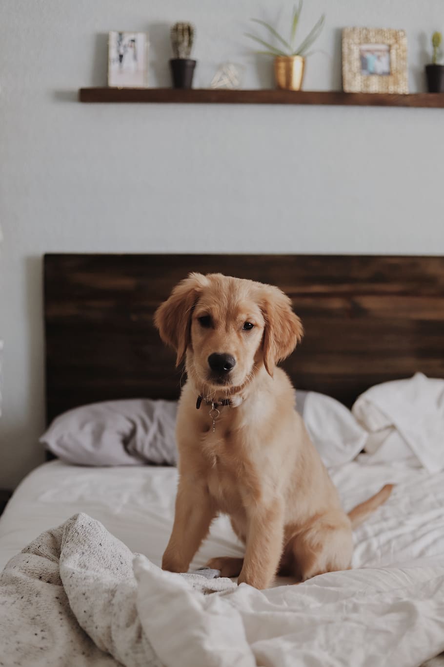 Labrador retriever on bed inside room, domestic, pets, canine HD wallpaper