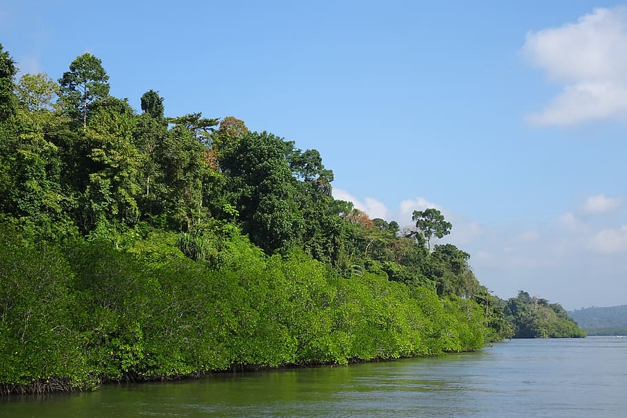 mangroves, forest, lush, greenery, creek, environment, trees, HD wallpaper