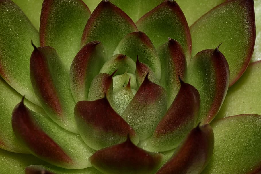 succulent plant, food, fruit, apple, artichoke, produce, vegetable HD wallpaper