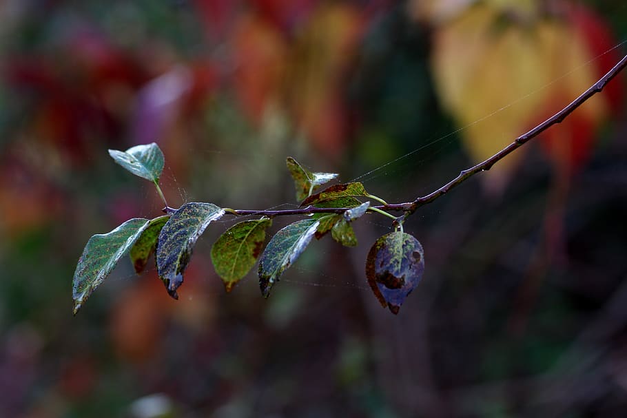 leaf, casey, green, yellow, autumn, plant, nature, botanical HD wallpaper