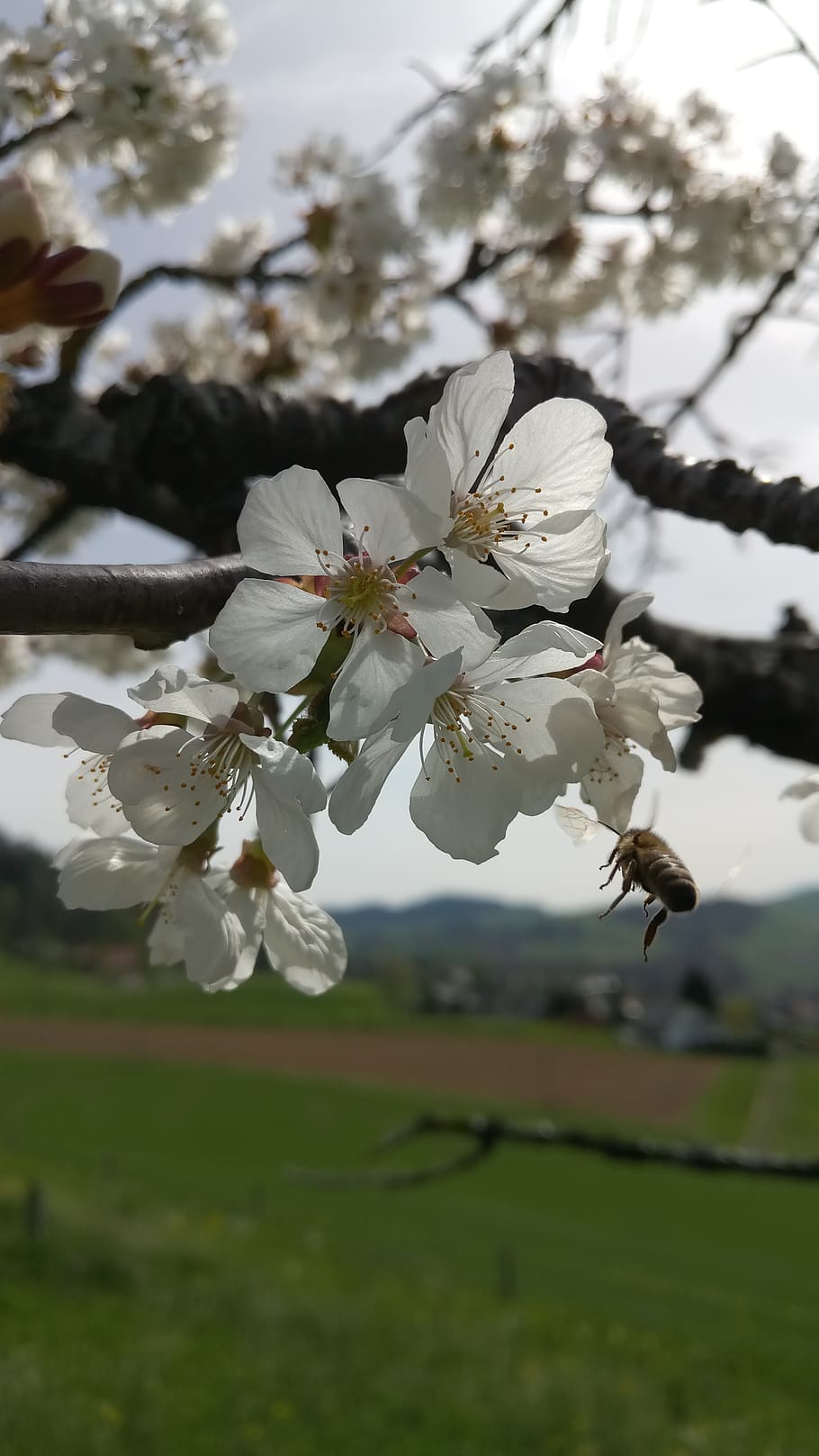 bee, tree, spring, cherry tree, blossom, bloom, plant, flower HD wallpaper