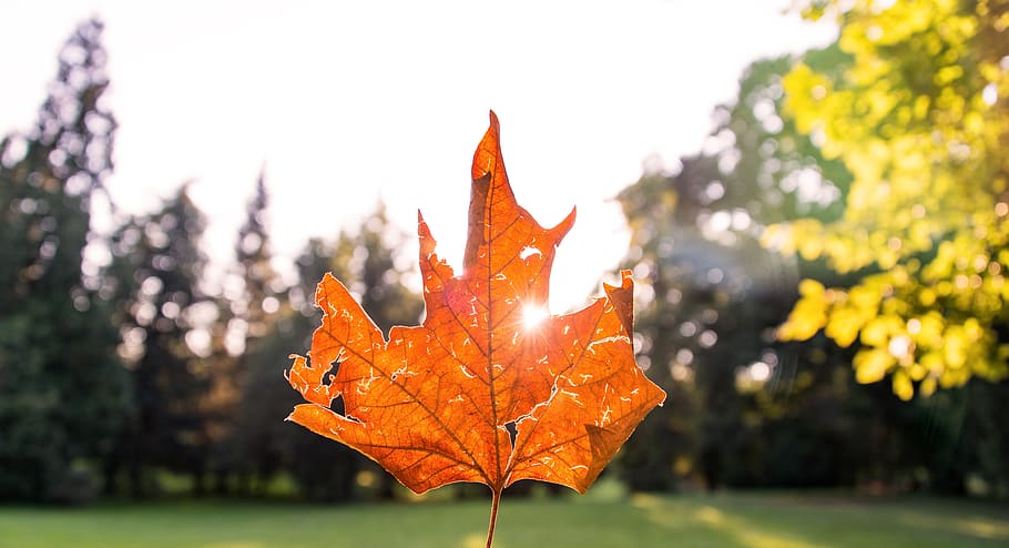 maple leaf, leaves, autumn, fall, nature, park, plant part HD wallpaper