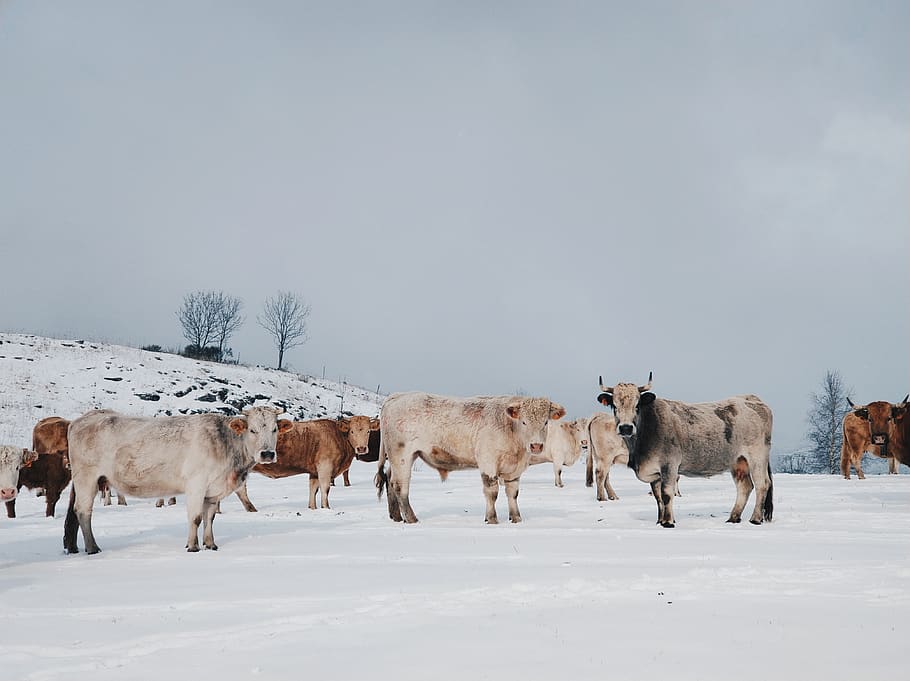 herd of cow on snow field, mammal, cattle, animal, bull, pet, HD wallpaper