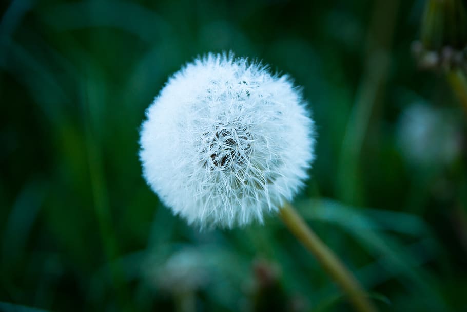 dandelion, meadow, nature, flower, plant, close up, pointed flower, HD wallpaper