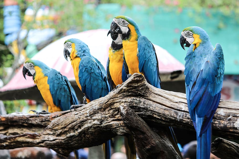 parrot, tree, bird, nature, sitting, colourful, animal wildlife HD wallpaper