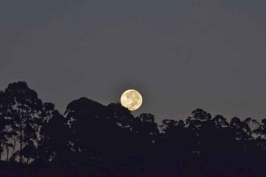 moon, trees, silhouettes, sunrise, fullmoon, sky, beauty in nature HD wallpaper