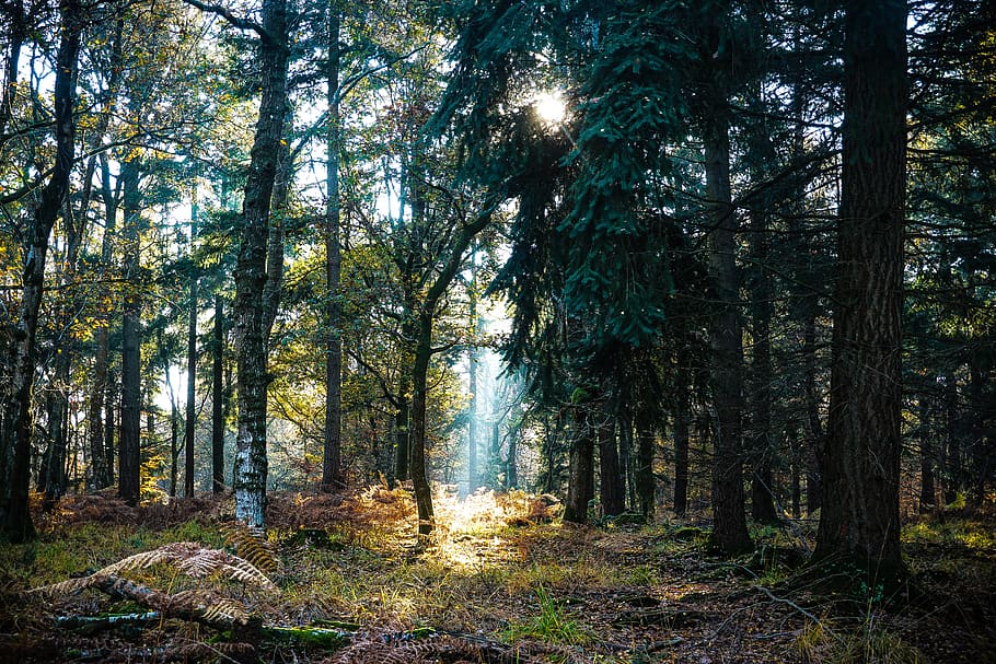 green leaf trees at daytime, plant, forest, land, tranquility HD wallpaper