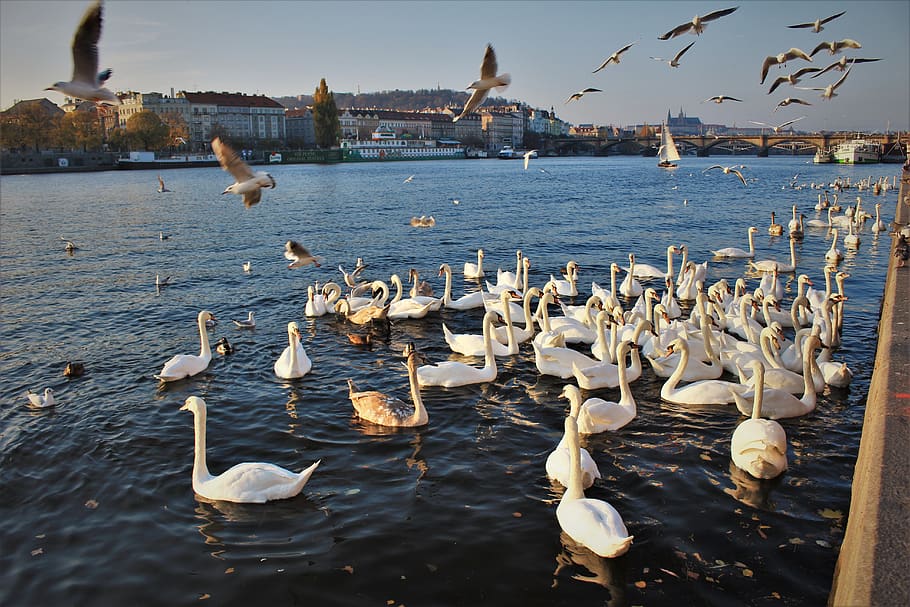 water, bird, group of animals, large group of animals, animals in the wild HD wallpaper