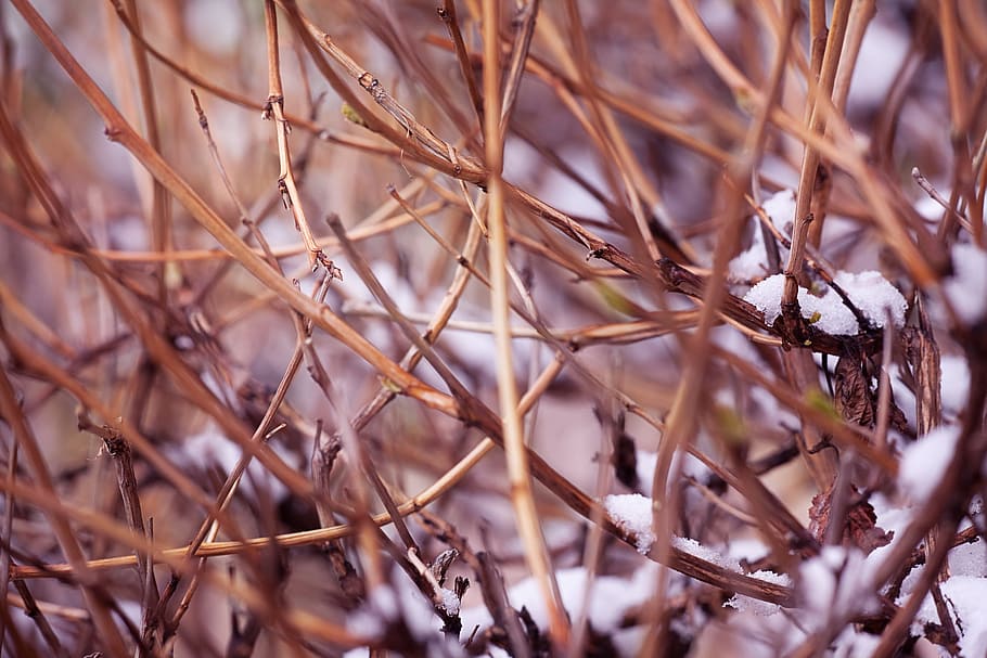 background, branch, brown, natural, nature, plant, stem, tree HD wallpaper