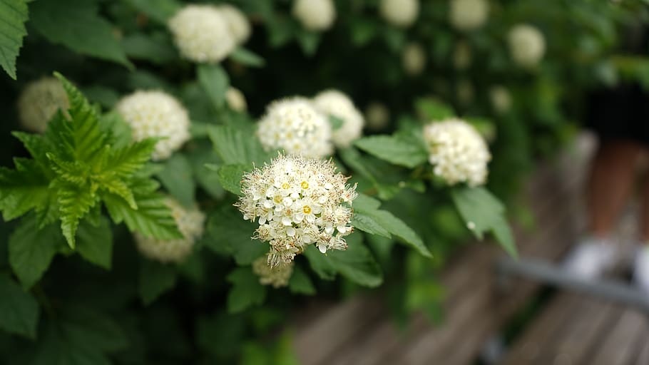 flower, plant, apiaceae, blossom, tree, green, leaf, pedals HD wallpaper