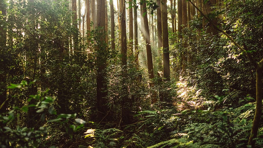 trees, forest, sun, light, mountain, nature, earth, peace, goodday HD wallpaper