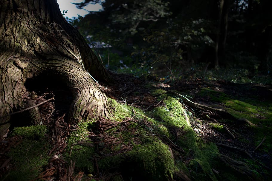 natural, tree, mood, sunlight, plant, forest, trunk, tree trunk HD wallpaper