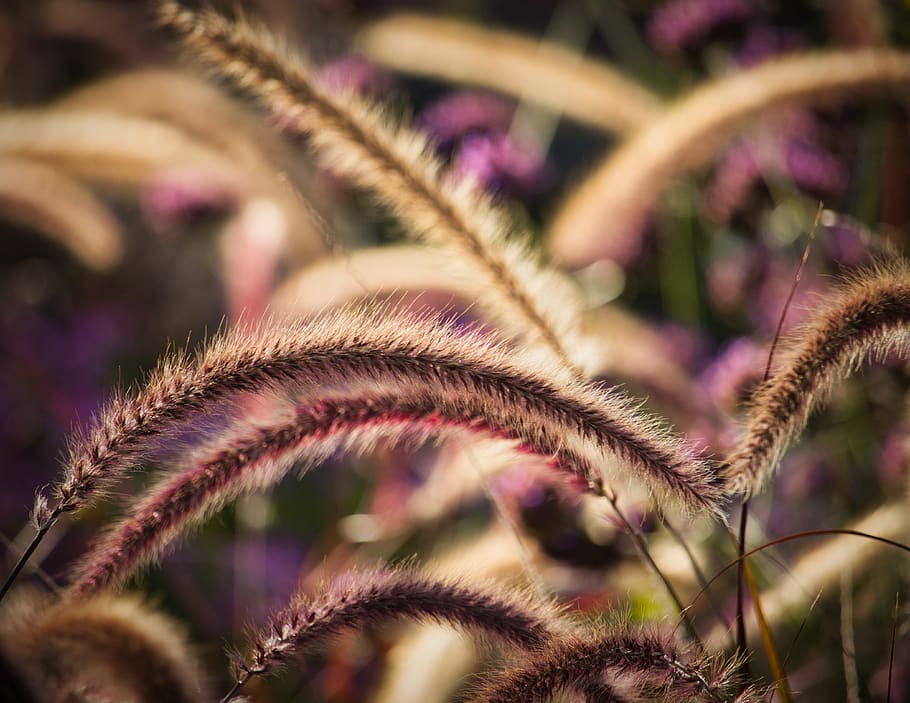 grasses, autumn bright, light, beautiful, close up, mood, nature HD wallpaper