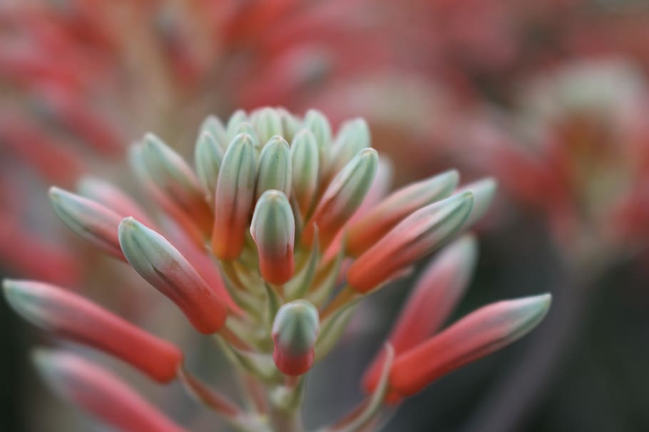 botany, blossom, spring, cactus, garden, close up, color, gradient HD wallpaper