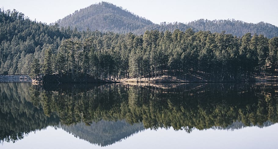 green trees along river, nature, plant, outdoors, fir, abies HD wallpaper