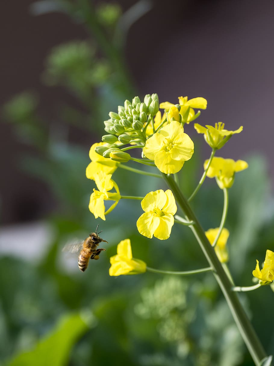 bee, harvest, flowers, macro, insect, flying, summer, garden HD wallpaper