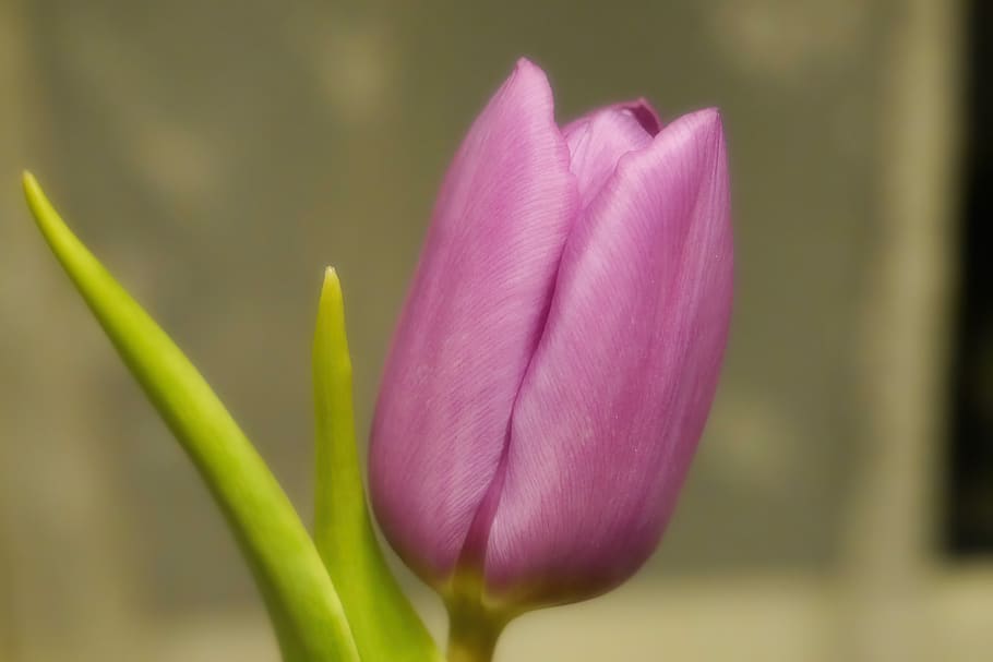 tulip, blossom, bloom, spring, garden, nature, flora, spring flowers HD wallpaper