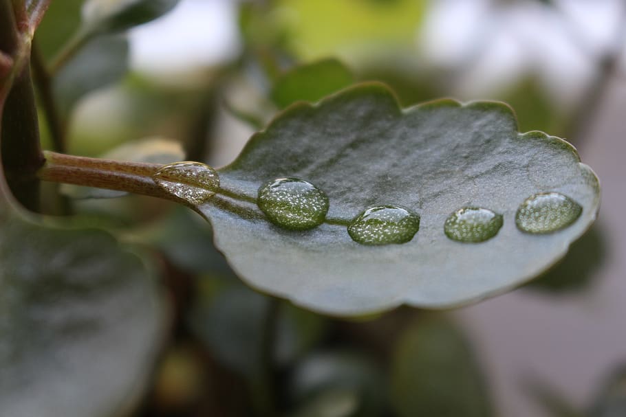 drops, green, macro, plant, nature, foliage, rain, close up HD wallpaper