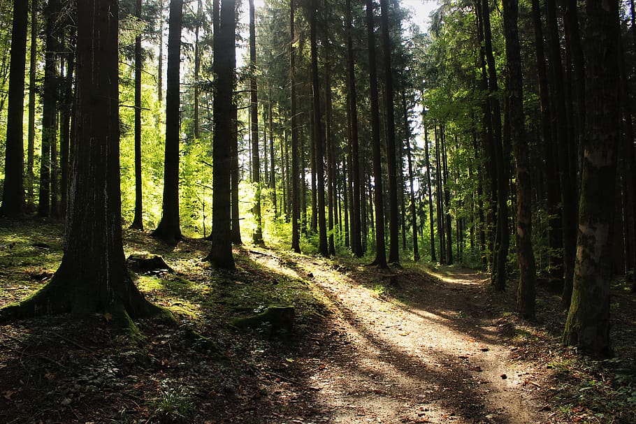 tree, forest, plant, land, growth, tranquility, trunk, tree trunk HD wallpaper