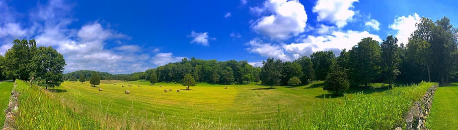 field, trees, sunny, summer, green, nature, landscape, sky HD wallpaper