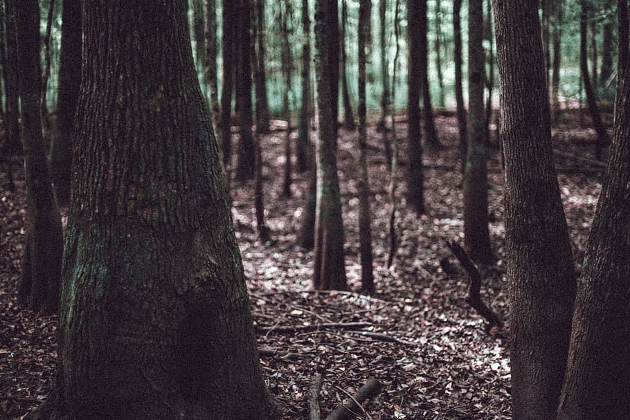 view of forest, vegetation, tree, plant, outdoors, nature, land HD wallpaper