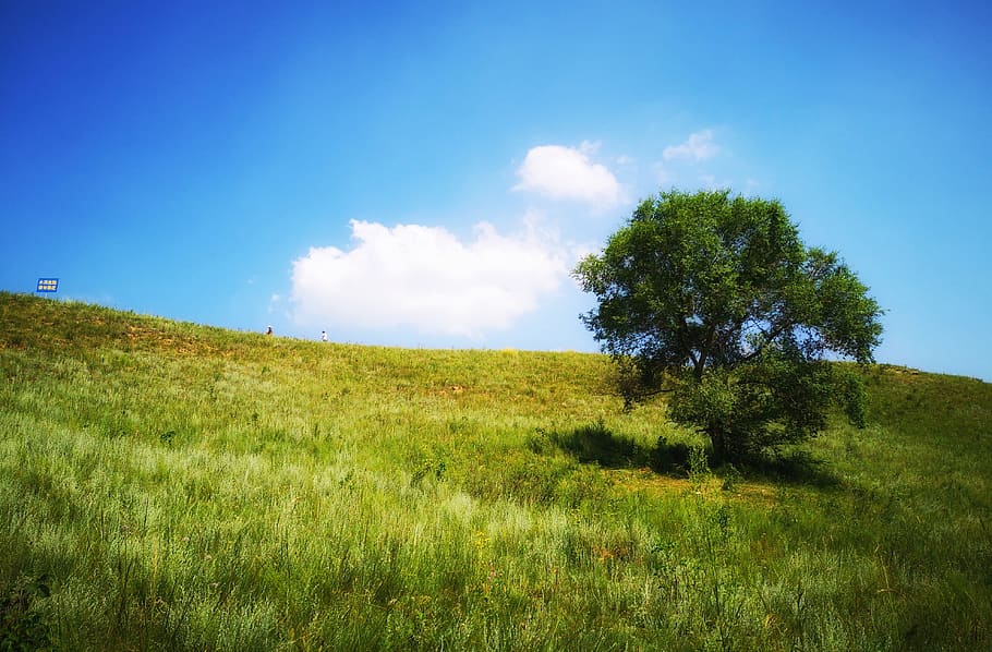china, chifeng, hexigten, trees, sky, grass, clouds, plant HD wallpaper