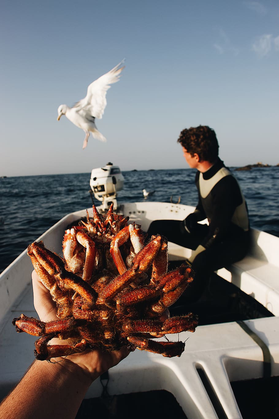 man sitting on boat, sea, water, food, sky, food and drink, animal wildlife HD wallpaper