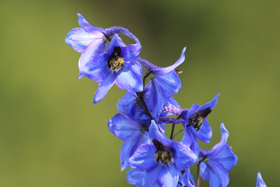 bell, blue bell, blue flower, green background, bloom, plant, HD wallpaper