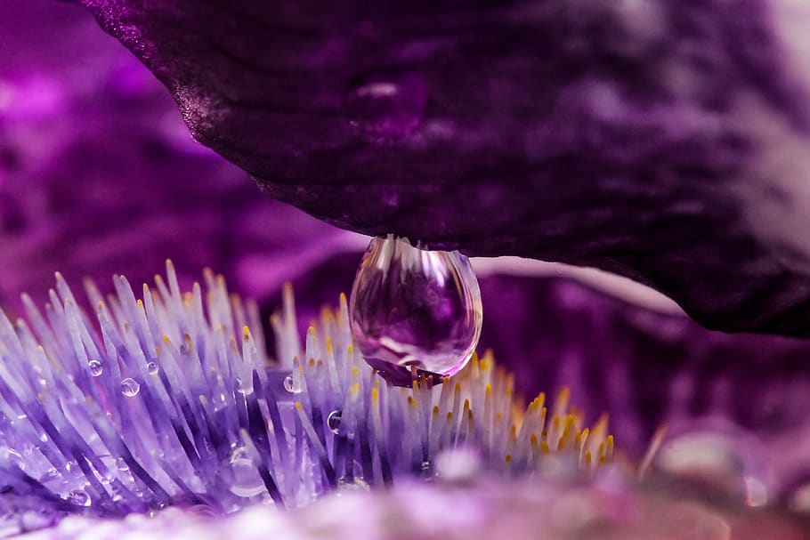 Close-up of Purple Flowers, beautiful, blooming, blur, bright HD wallpaper
