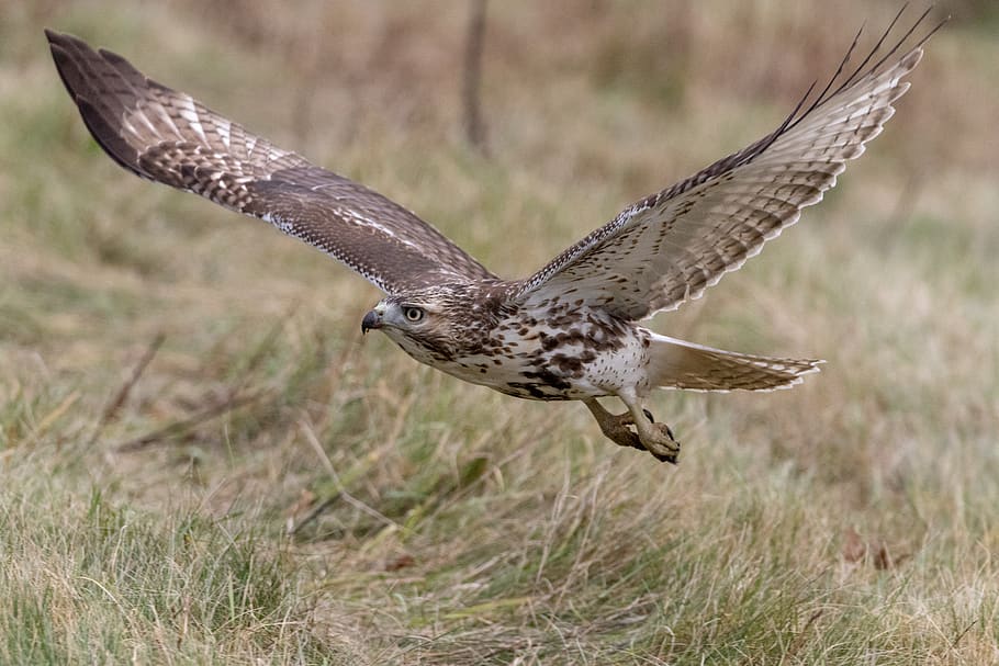 hawk, bird, predator, nature, wildlife, raptor, feather, hunter HD wallpaper
