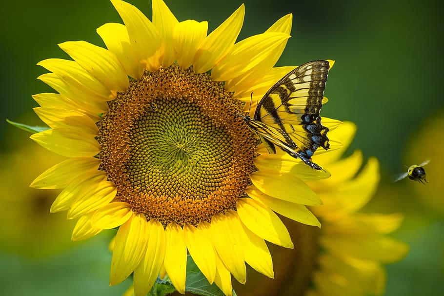 sunflower, butterfly, bee, yellow, orange, bloom, blossom, petals HD wallpaper
