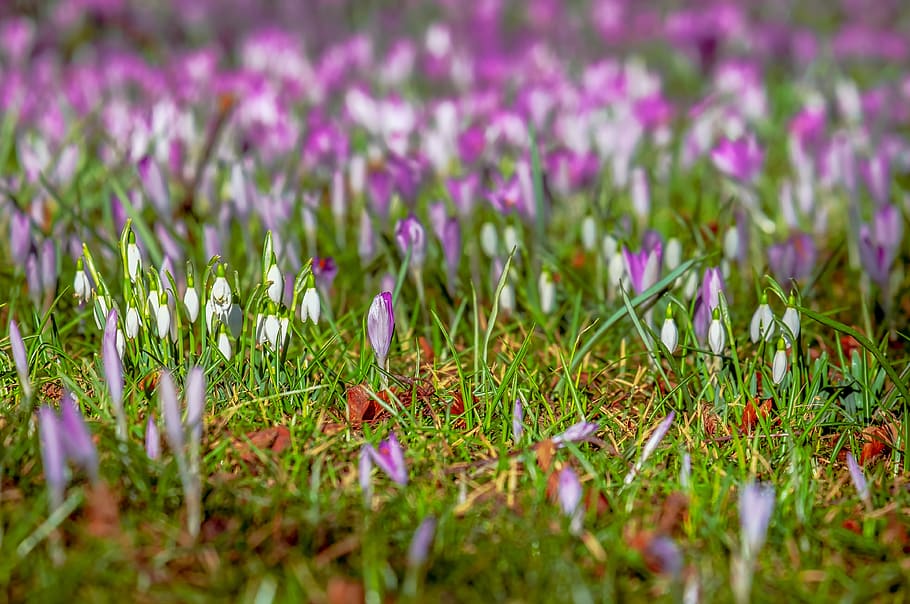 crocus, snowdrop, spring, flowers, bloom, meadow, nature, tender HD wallpaper