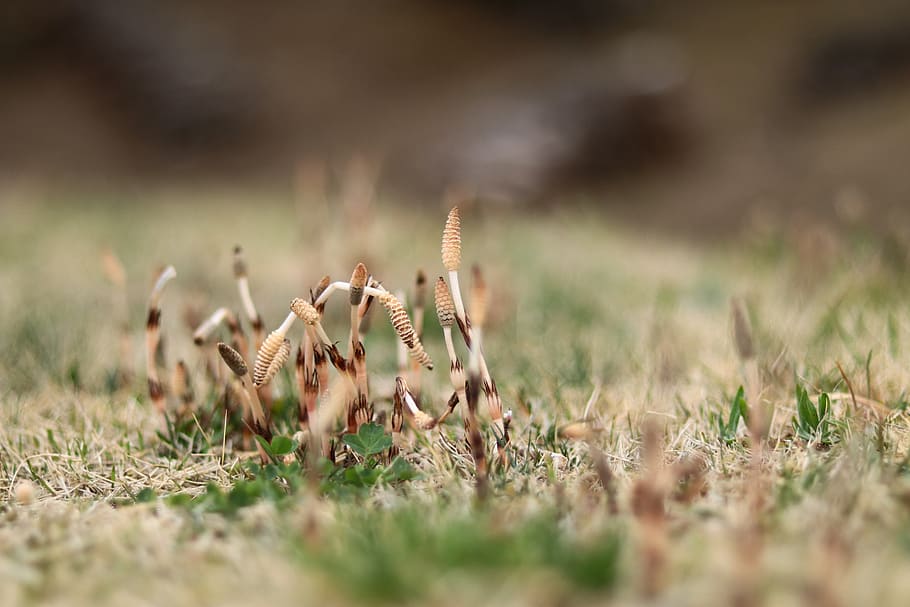 one, spring, horsetail, green, natural, plant, harbinger of spring HD wallpaper