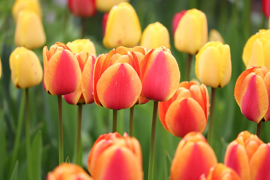 tulips, orange, yellow, red, tulip field, flowers, spring, orange tulips HD wallpaper