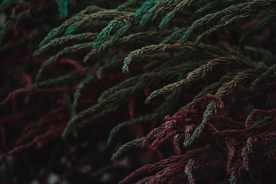 Moody bush, tree, leaf, leaves, nature, autumn, fall, forest HD wallpaper
